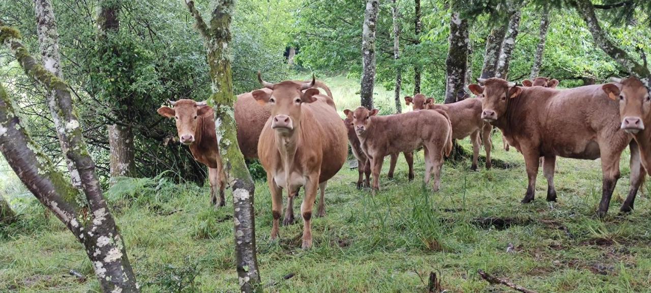 Royere-de-Vassiviere Le Pas Du Loupヴィラ エクステリア 写真